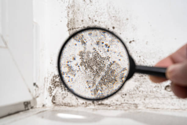 Why You Should Choose Our Mold Remediation Services in Foresthill, CA