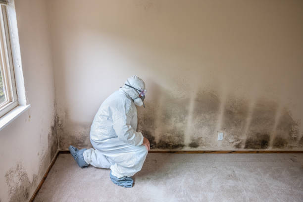 Mold Documentation for Insurance Claims